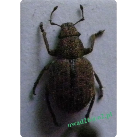 Strophosoma melanogrammum (Forster, 1771) Zmiennik leszczynowiec